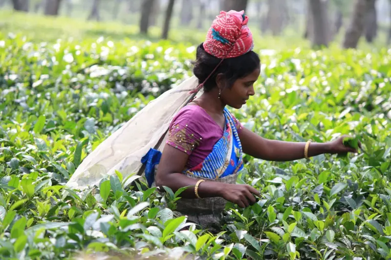 Discover Kerala gallery image