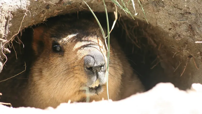 Kang Yatse Peak Expedition - 6200m gallery image